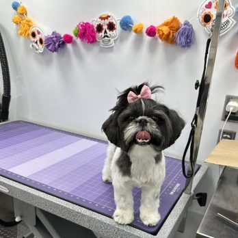 Pawsome Pet Spa On Wheels - Pawsome Pet Spa On Wheels - Mobile Pet Grooming - Pet Groomers Near Me Pawsome Pet Spa On Wheels - Pawsome Pet Spa On Wheels - Mobile Pet Grooming - Pet Groomers Near Me
