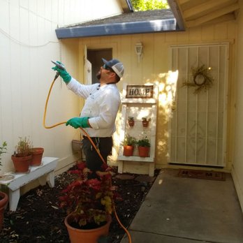 All Clear Pest Control - More spray action - Pest Control Near Me - Elk Grove, California