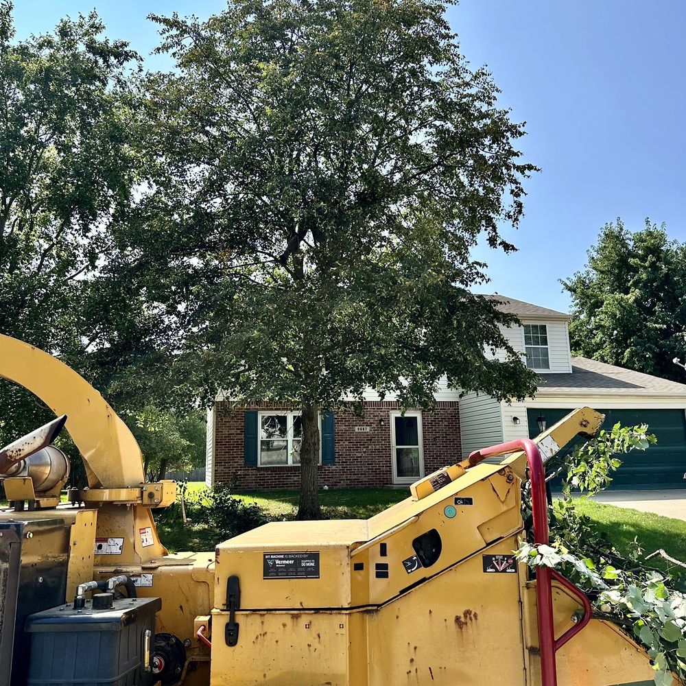 SavATree Carmel - voilà, the tree is not only trimmed the upper branch is secured against falling on the house in a future storm. - Tree Services Near Me - Carmel, Indiana SavATree Carmel - voilà, the tree is not only trimmed the upper branch is secured against falling on the house in a future storm. - Tree Services Near Me - Carmel, Indiana