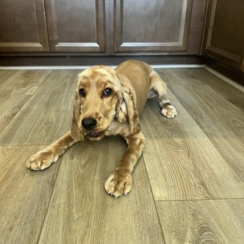 Claws & Paws Grooming - Pet Groomers Near Me - Clovis, California Claws & Paws Grooming - Pet Groomers Near Me - Clovis, California