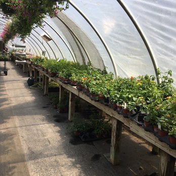 King's Greenhouse - Plants both annual and perennial - Nurseries & Gardening Near Me - Stallings, North Carolina King's Greenhouse - Plants both annual and perennial - Nurseries & Gardening Near Me - Stallings, North Carolina