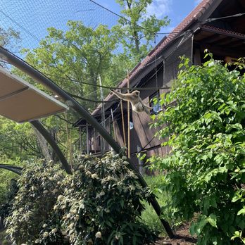 Zoo Knoxville - Gibbon exhibit. They hammed it up for the crowd. - Zoos Near Me - Knoxville, Tennessee Zoo Knoxville - Gibbon exhibit. They hammed it up for the crowd. - Zoos Near Me - Knoxville, Tennessee