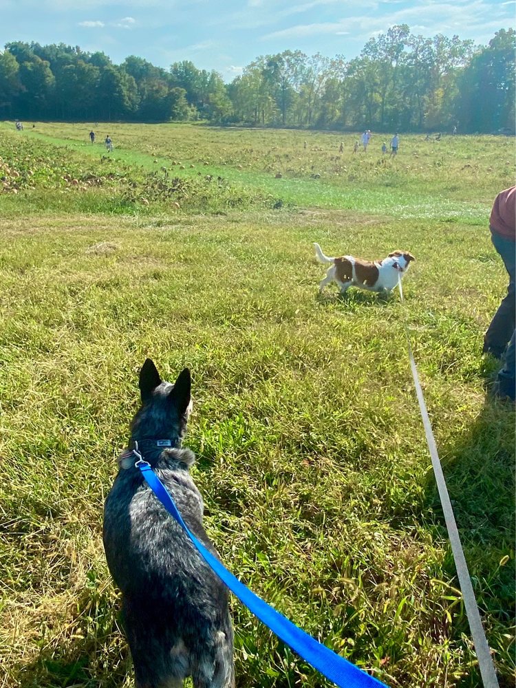 LYND’S BLUE FROG FARM Updated September 2024 15 Photos 5627