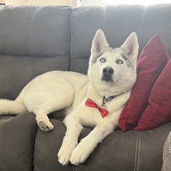 Bella Mia Pet Grooming - Mystic resting after her spa day!