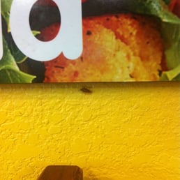 The bug that was on our table.