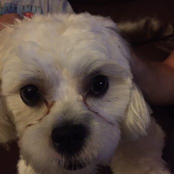 About The Fur Grooming Salon - 4 days after getting groomed at About The Fur. Picture isn't the best but the cut was the worst! - Pet Groomers Near Me