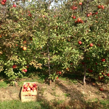 The Orchard At Doc Waters Cidery - Cideries Near Me - Germantown, Maryland