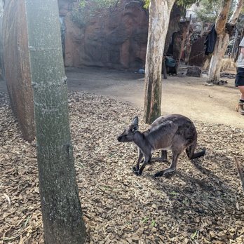 Wild Life Sydney - Kangaroo - Sydney, NSW Wild Life Sydney - Kangaroo - Sydney, NSW