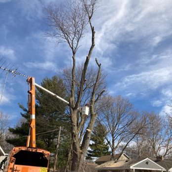 GTO Tree Service - Tree Services Near Me GTO Tree Service - Tree Services Near Me