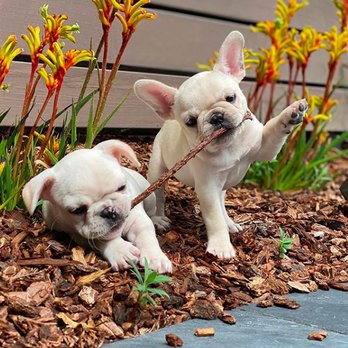 Bay Area Bulldogs - Pet Breeders Near Me Bay Area Bulldogs - Pet Breeders Near Me