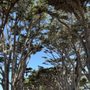 Photo of Cypress Tree Tunnel