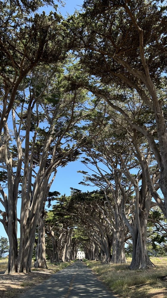 Cypress Tree Tunnel Logo
