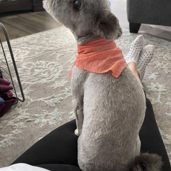 Café Le Groom - Emily Nice clean cut. - Pet Groomers Near Me - El Cajon, California Café Le Groom - Emily Nice clean cut. - Pet Groomers Near Me - El Cajon, California