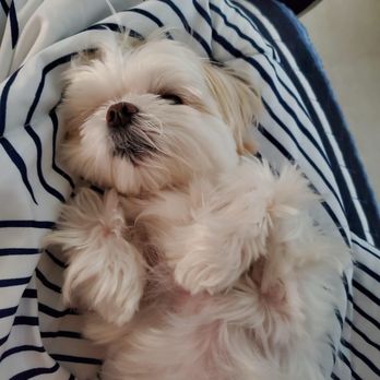 Pet Dominion - Cornelia feeling better after seeing Dr. Brody! - Veterinarians Near Me - Rockville, Maryland