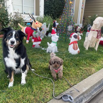 AJs Pet Sitting - Dog Walkers Near Me AJs Pet Sitting - Dog Walkers Near Me