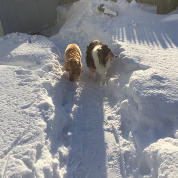 Linda's Pet Sitting Services - It's a snow trail... - Pet Sitting Near Me - Nashua, New Hampshire Linda's Pet Sitting Services - It's a snow trail... - Pet Sitting Near Me - Nashua, New Hampshire
