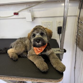 Easy Mobile Grooming - Pet Groomers Near Me Easy Mobile Grooming - Pet Groomers Near Me