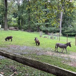 The South Mountain Inn - Mini donkeys