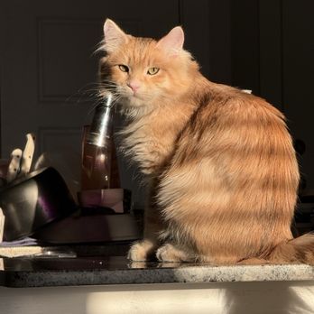 Quivive Siberian Forest Cats - Hachi :) - Pet Breeders Near Me Quivive Siberian Forest Cats - Hachi :) - Pet Breeders Near Me