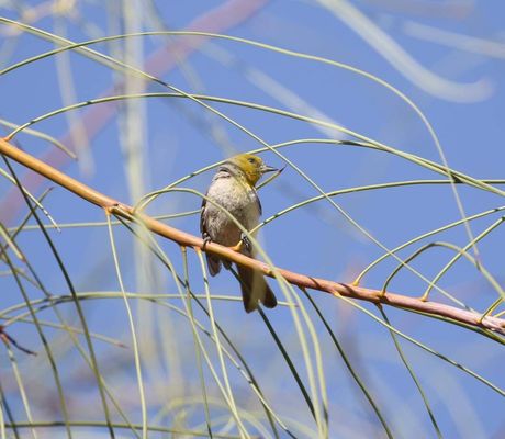 Henderson Bird Viewing Preserve by null