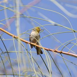 Henderson Bird Viewing Preserve - Verdin