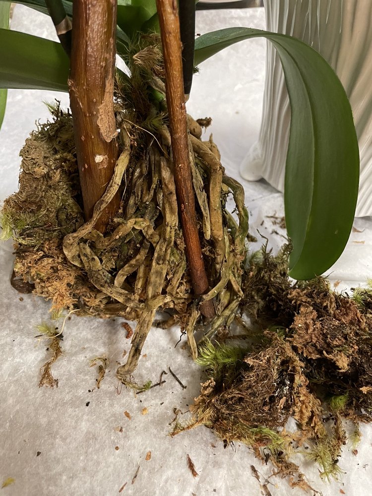 VIBURNUM DESIGNS Updated August 2024 47 Photos & 50 Reviews 202