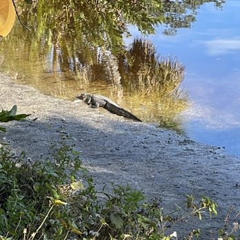 Snook Haven - Baby Gator on the bank @ snook haven - Barbeque Near Me - Venice, Florida Snook Haven - Baby Gator on the bank @ snook haven - Barbeque Near Me - Venice, Florida