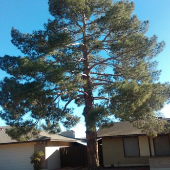 Tree Pros - Nice and clean - Tree Services Near Me - Phoenix, Arizona