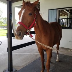 Whispering Manes - Cool