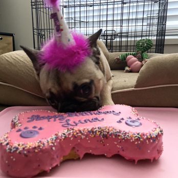 Barking Dog Bakery & Feed - Luna enjoying her bday cake! - Pet Stores Near Me - Atlanta, Georgia Barking Dog Bakery & Feed - Luna enjoying her bday cake! - Pet Stores Near Me - Atlanta, Georgia