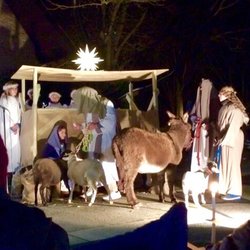 D & D Pony Rides/Petting Zoo - Donkey, sheep and goats for our living nativity. They stole the show.