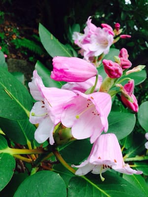Rhododendron Species Botanical Garden by null