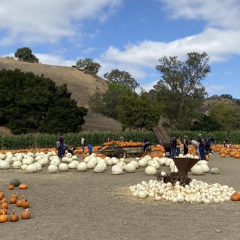 Solvang Farmer Pumpkin Patch - Pumpkin Patches Near Me - Solvang, California Solvang Farmer Pumpkin Patch - Pumpkin Patches Near Me - Solvang, California