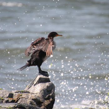 Point Lookout Park & Beach - Cormorant sunning his wings - Beaches Near Me - Lido Beach, New York Point Lookout Park & Beach - Cormorant sunning his wings - Beaches Near Me - Lido Beach, New York