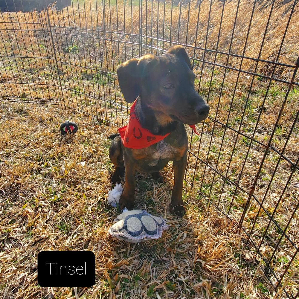 KENTUCKY PAWS Updated October 2024 17 Photos 25 Dean Hundley Rd