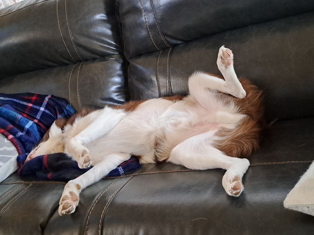 SUNRISE EMOTIONAL SUPPORT KENNELS AND DAYKARE Request Information