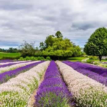 Purple Haze Lavender Farm - Much more beautiful when the lavenders are in bloom - Flowers & Gifts Near Me - Sequim, Washington Purple Haze Lavender Farm - Much more beautiful when the lavenders are in bloom - Flowers & Gifts Near Me - Sequim, Washington