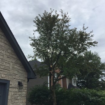 Great Dane Tree Experts & Landscaping - smaller tree trimmed away from our house - Tree Services Near Me Great Dane Tree Experts & Landscaping - smaller tree trimmed away from our house - Tree Services Near Me