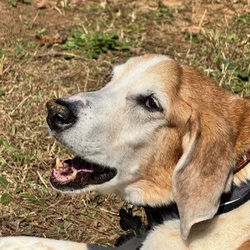 Cleveland School Animal Hospital - Hound dog, singing the praises of his vet team