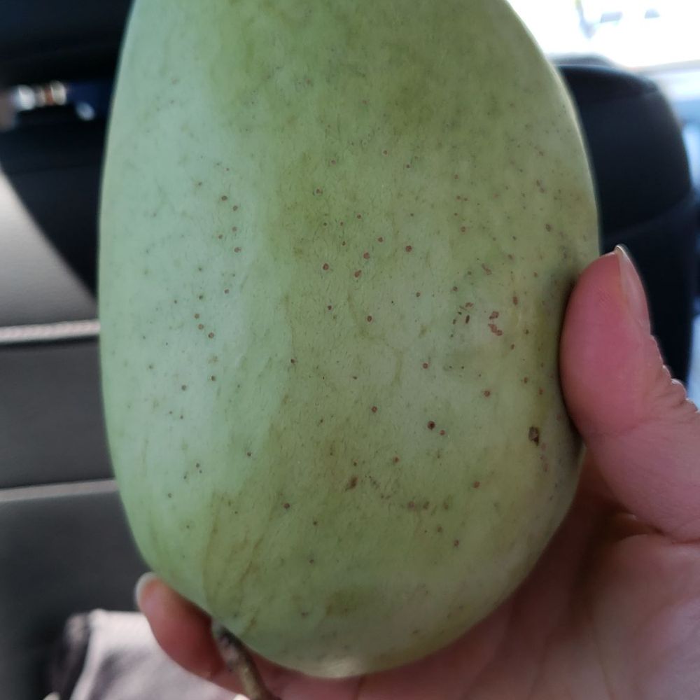 My Tho Supermarket - a hand holding a mango - International Grocery Near Me - Vancouver, British Columbia My Tho Supermarket - a hand holding a mango - International Grocery Near Me - Vancouver, British Columbia