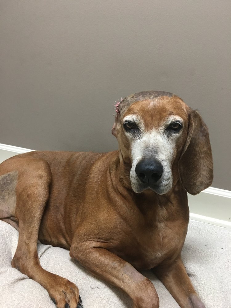 PIEDMONT PETS VETERINARY CARE 12 Photos & 20 Reviews 122 W Shirley