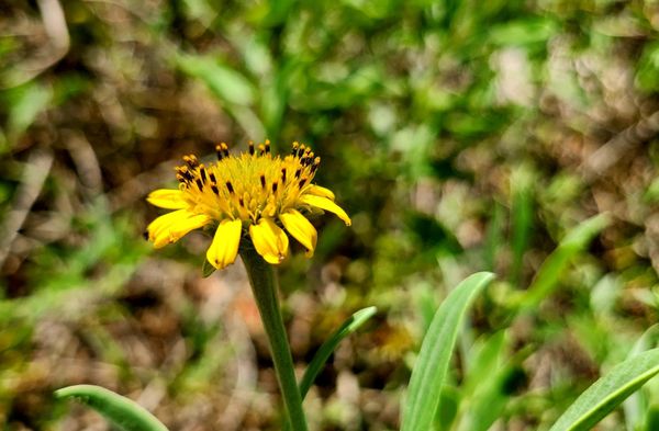 Boca Ciega Millennium Park by null
