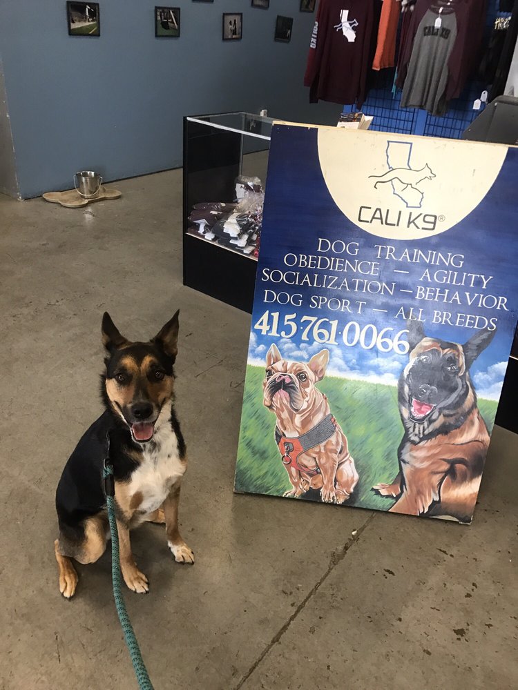 cali k9 e collar