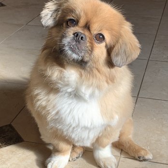 The Dog House - Always poses after his grooming visit. - Pet Groomers Near Me - Frisco, Texas The Dog House - Always poses after his grooming visit. - Pet Groomers Near Me - Frisco, Texas