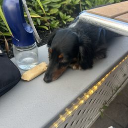 Dog friendly dining Dog friendly dining