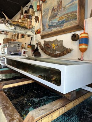 Roy Moore Lobster Company by null