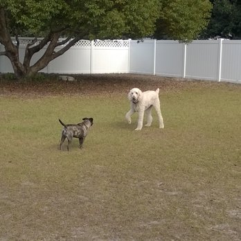 WestFetch - Pet Boarding Near Me - Tampa, Florida WestFetch - Pet Boarding Near Me - Tampa, Florida