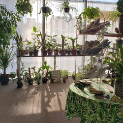 Mystic Plant Room - Afternoon sun in plant room