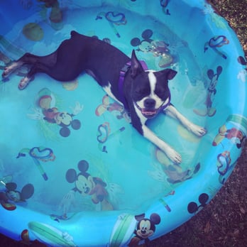 Meadowood Paw Park - She enjoys the finer things in life. - Dog Parks Near Me - Zephyrhills, Florida Meadowood Paw Park - She enjoys the finer things in life. - Dog Parks Near Me - Zephyrhills, Florida