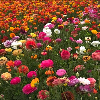 The Flower Fields - Venues & Event Spaces Near Me - Carlsbad, California The Flower Fields - Venues & Event Spaces Near Me - Carlsbad, California